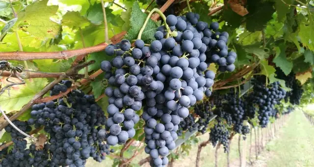 La vendemmia è buona il problema però sono le vendite di vino