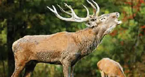 Escursioni organizzate nelle valli di Peio e Rabbi per ascoltare il bramito del cervo in amore