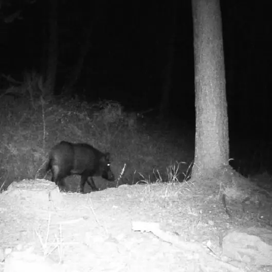 Le tante tracce lasciate dal cinghiale