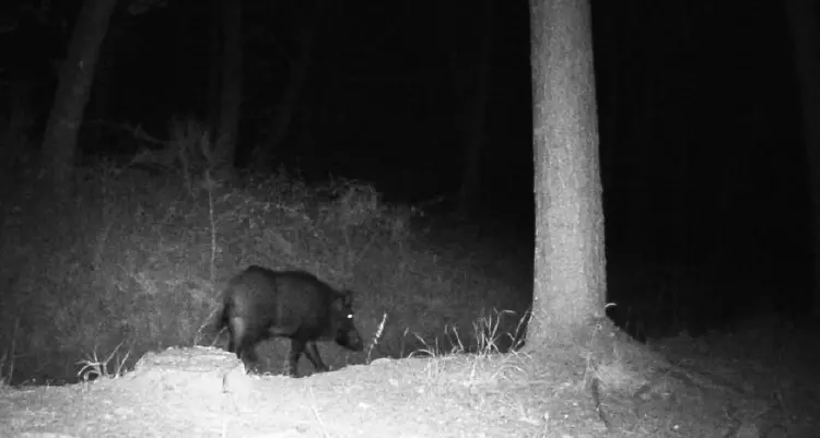 Le tante tracce lasciate dal cinghiale