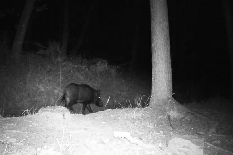 Le tante tracce lasciate dal cinghiale