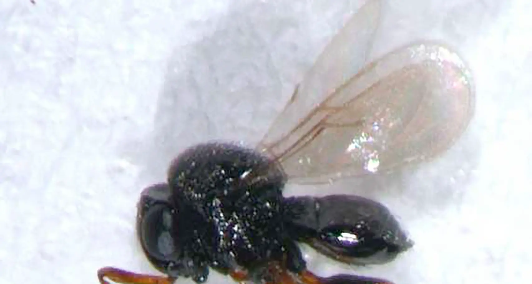 La vespa samurai per battere la cimice