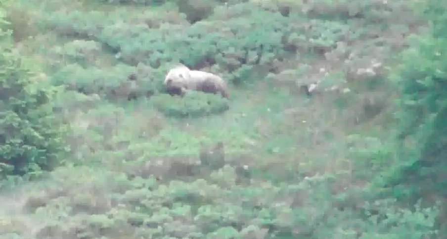 L'orso va a spasso tra Tiarno e Val Concei