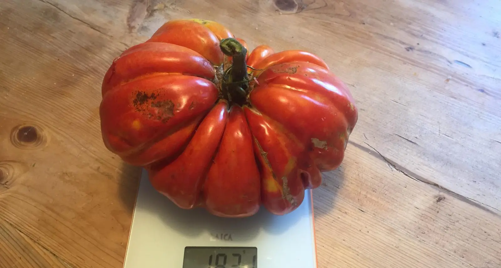 Pomodori, patate, zucche con misure da record: gli orticoltori fanno a gara
