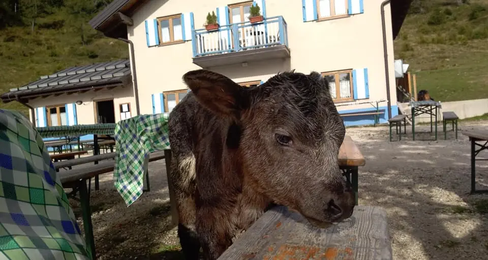 Il vitellino di Malga Masi dopo lunga consultazione si chiamerà «Masi»