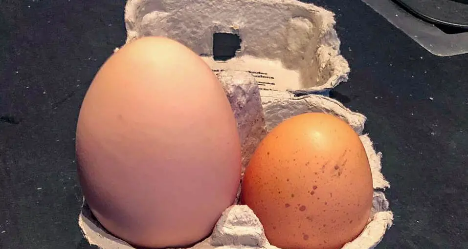 Uovo con tre tuorli: la rarità a Caldonazzo