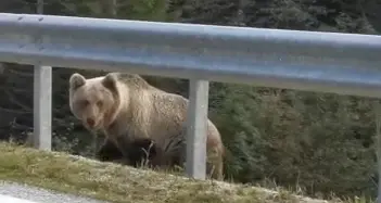 In Trentino circa 90 orsi: stanno bene e crescono, fra i 16 ed i 20 cuccioli in più