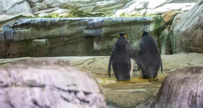Coppia di pinguini gay ha adottato un uovo
