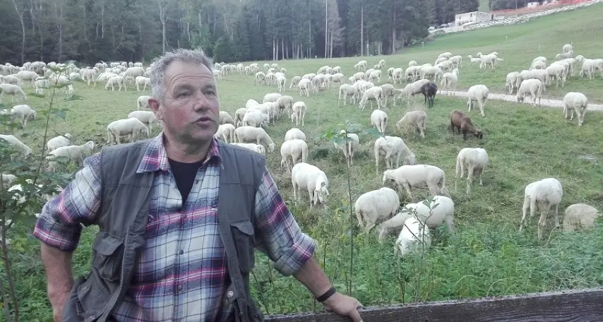Lupi, provocazione alla festa con le pecore listate a lutto