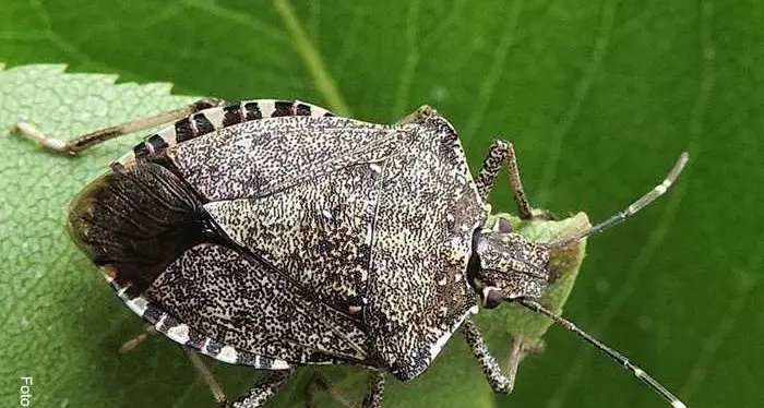 Contro la cimice asiatica arriva la vespa samurai (ma anche le reti per frutteti)