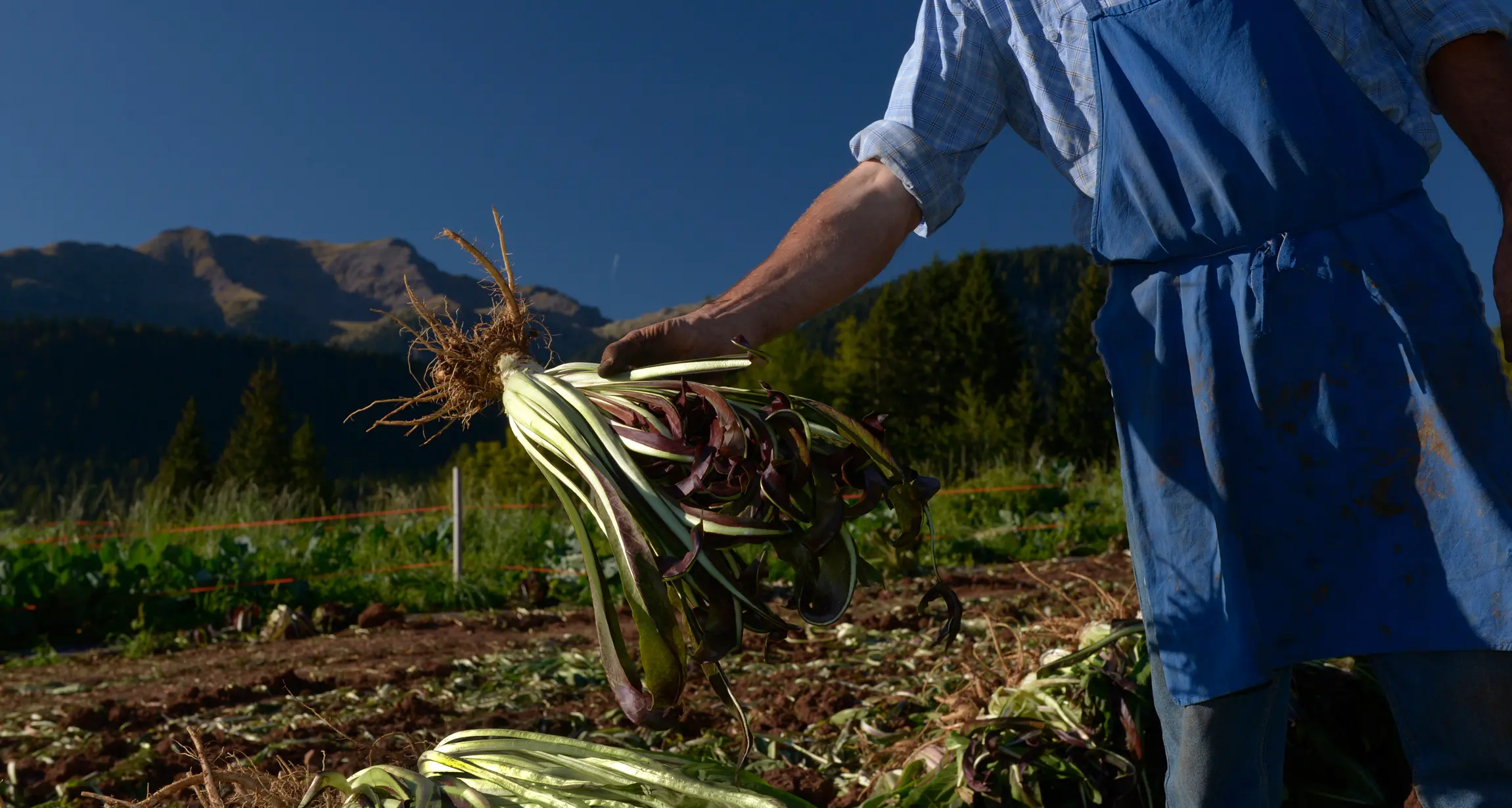Tre fine settimana da gustare con il Radicchio Alta Val di Non fra showcooking e mercatini