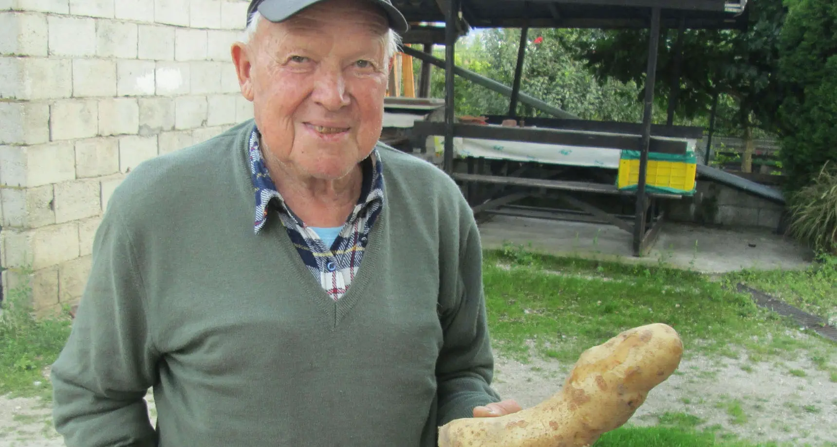 Una patata da record: pesa 1 chilo e mezzo