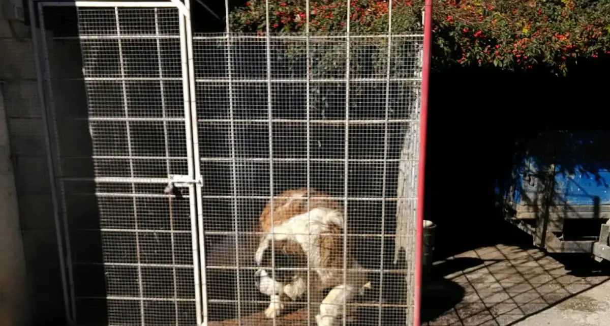 Maltrattamenti di cani, denunce \"a vuoto\" Su 85 segnalazioni solo due sequestri Gli animalisti insorgono dopo la morte di Zeus - VIDEO