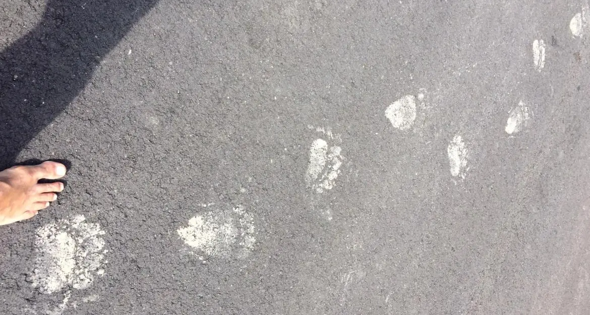 Due nuove prove per M49: avvistato da escursionisti poi un'altra orma in Marzola