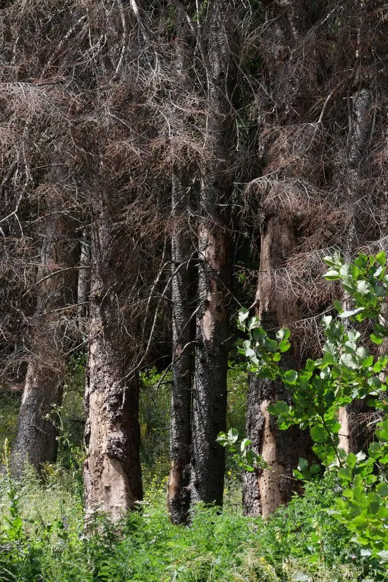 Fugatti alla forestale di Tione ma non parla più di orsi e lupi il vero pericolo è il bostrico