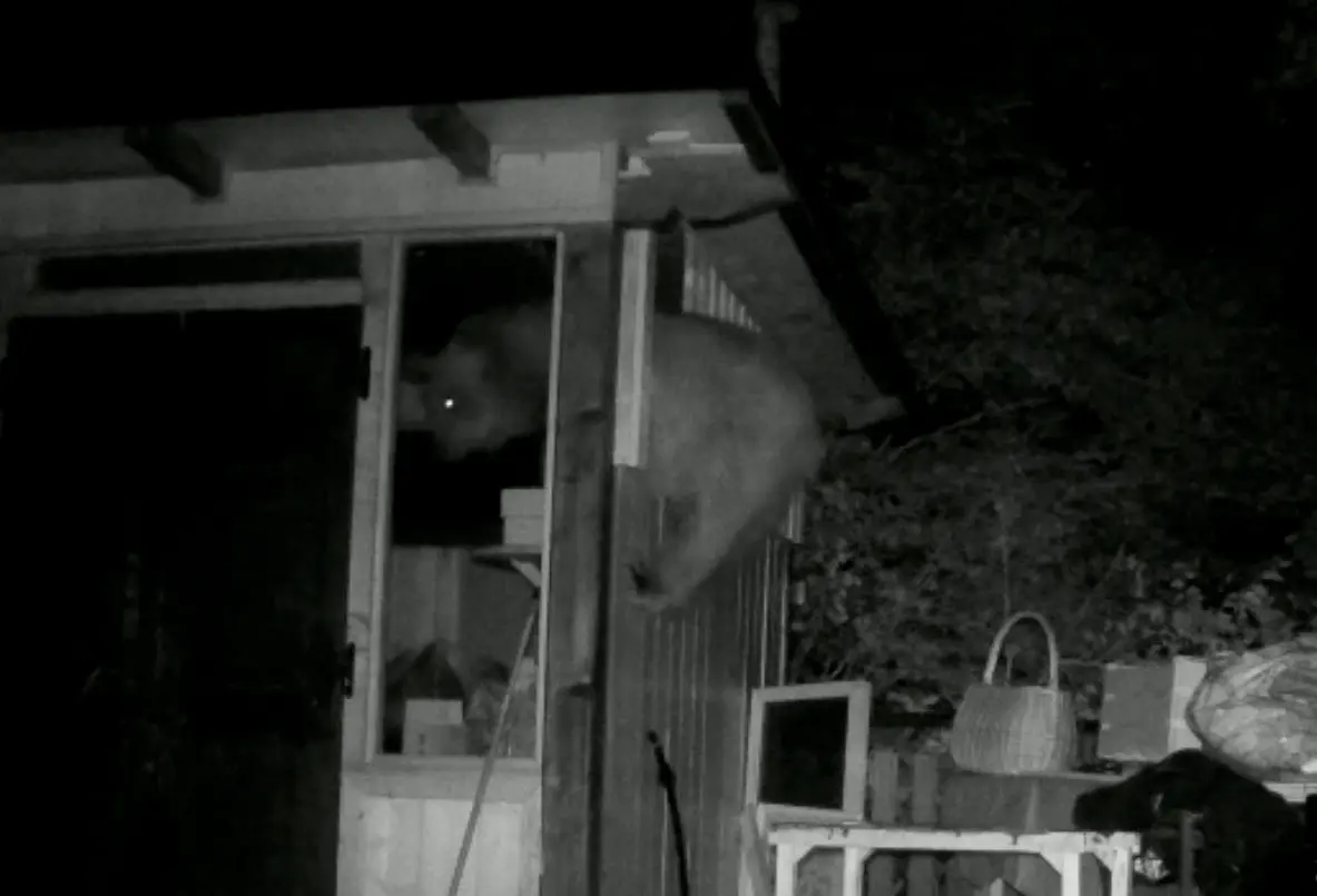 orso san giovanni al monte golosone luglio 2019