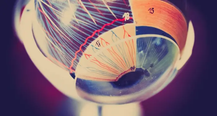 Un occhio su chip, creato in 3D con cellule umane