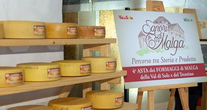 All'asta i migliori formaggi delle malghe della Val di Sole