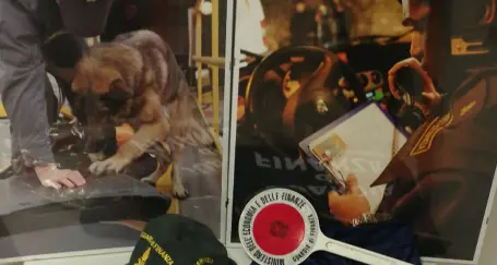 Grazie al cane antidroga Apiol arrestato alla stazione di Trento un uomo con 60 ovuli nella pancia