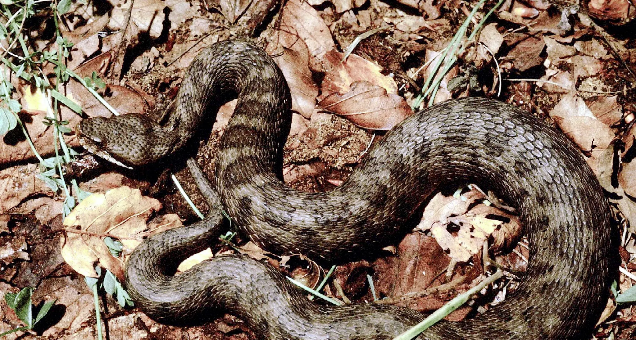 Bimbo morso da una vipera soccorso dall'elicottero