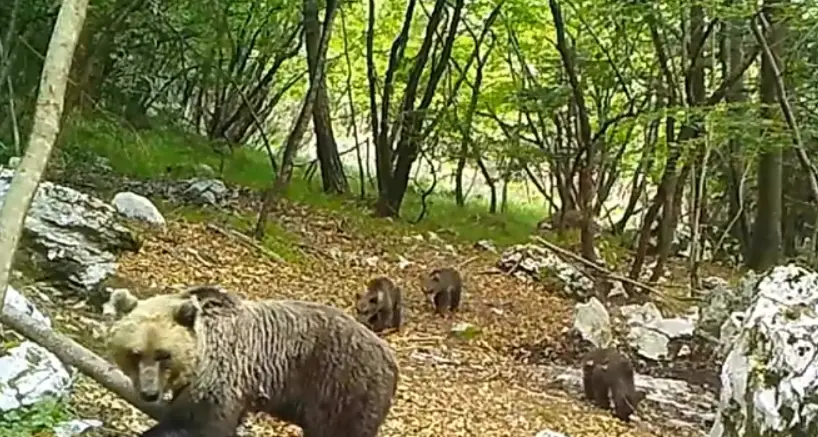 Spettacolare mamma orsa nel bosco con i tre cuccioli che giocano Quest'anno almeno 7 le cucciolate - VIDEO