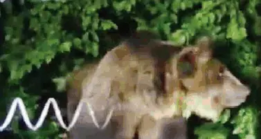 Il racconto: «Ho visto l'orso spuntare dai cespugli»