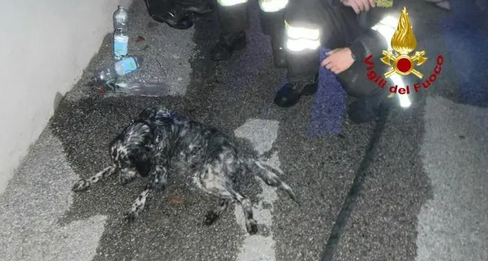 Cane incosciente dopo il rogo rianimato dai vigili del fuoco con la bombola di ossigeno
