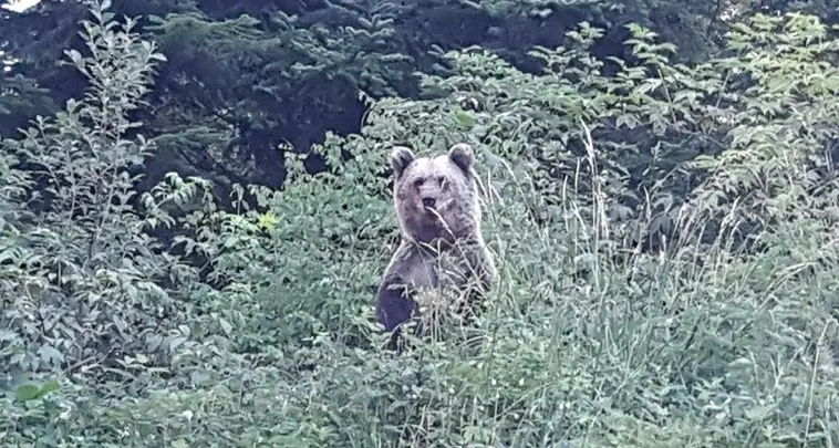 Al parcheggio del Casale per riprendere la macchina ma trova un orso - VIDEO