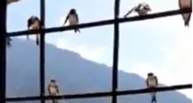 Le rondini in migrazione si riposano sulle inferriate del castello di Pergine - VIDEO