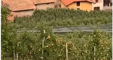 A Mechel di Cles l'orso gira nel frutteto a due passi dalle case