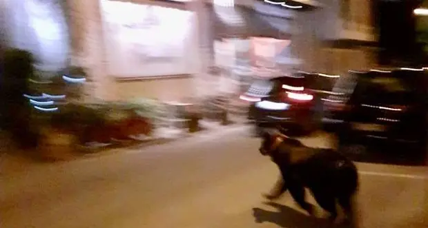 Incredibile in Abruzzo: un orso di sera va a spasso per il centro di Scanno