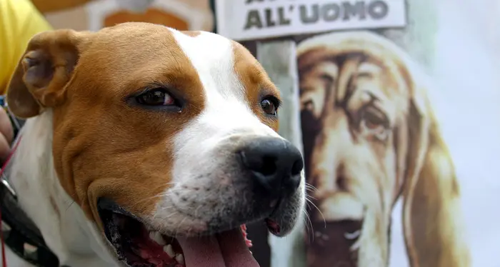 Lite tra coinquilini ci va di mezzo il cane