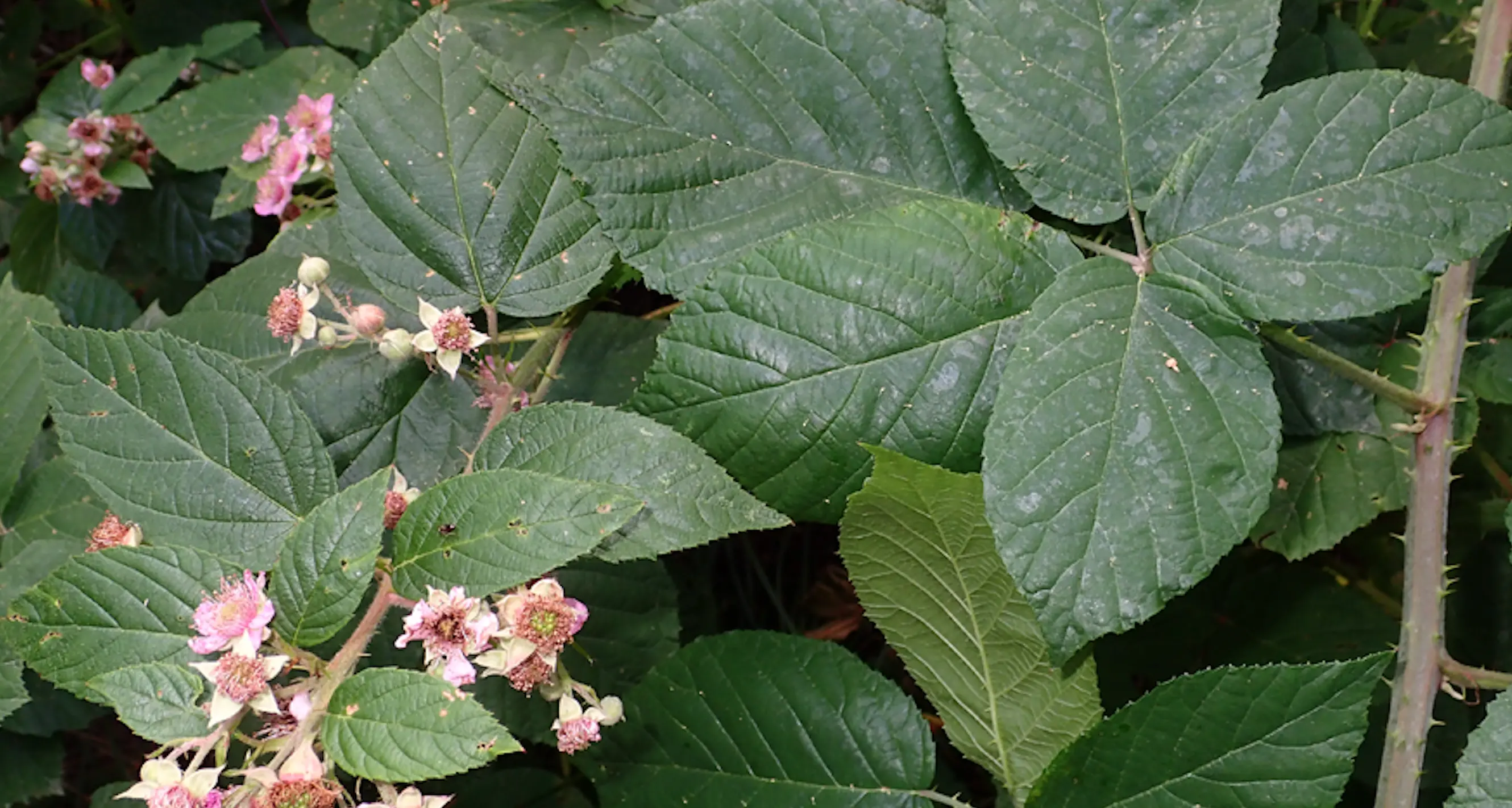 Fiori: due nuove specie scoperte in Trentino