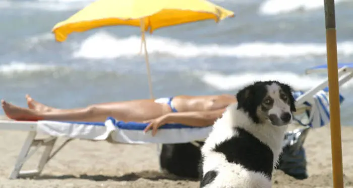 In spiaggia con il cane? Molti Comuni sono \"friendly\" ma attenzione ai regolamenti