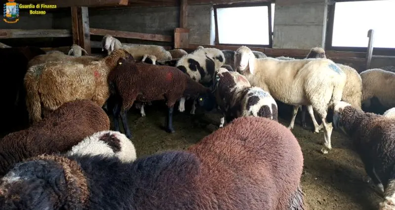 Macello islamico \"abusivo\" in un maso in Val Sarentino: sequestrati 2 quintali di carne