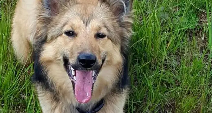 Il premio Fedeltà ai cani dei pompieri