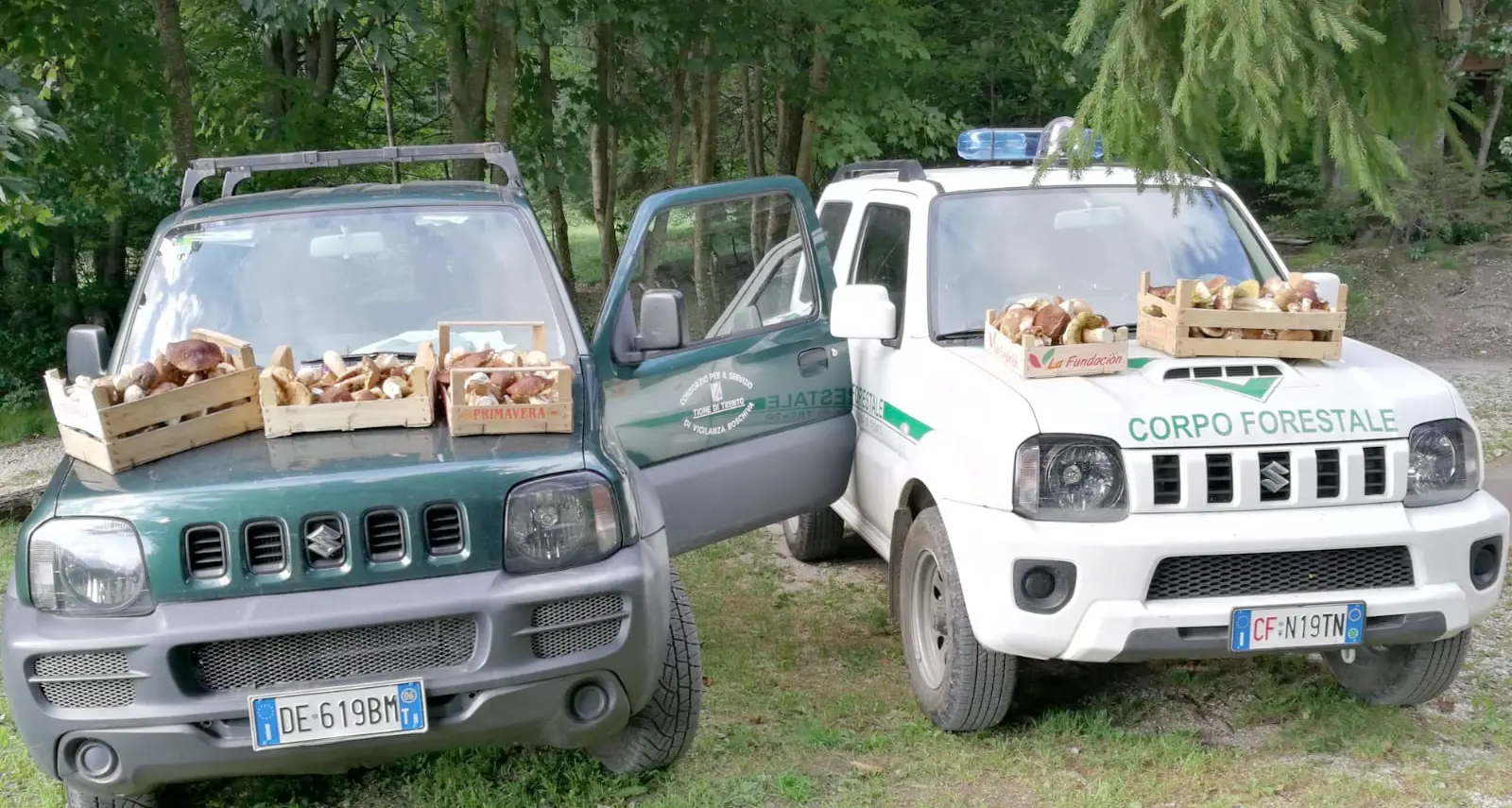 Confiscato un quintale di funghi ai cercatori appassionati ma \"ingordi\": saranno regalati alle case di riposo