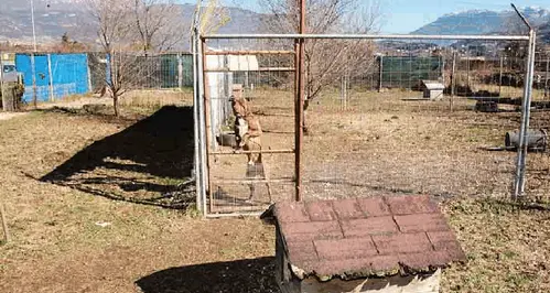 Canile Pan Eppaa, ultima chance In 30 anni salvati 10mila cani