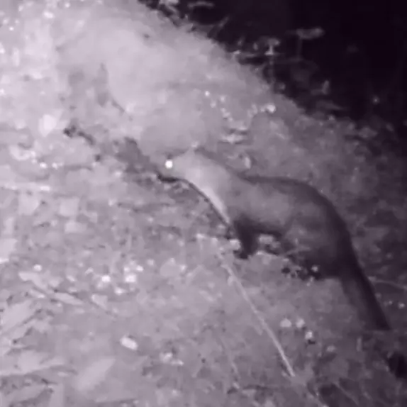 La faina, predatore voracissimo