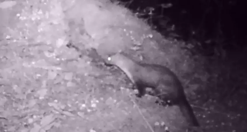 La faina, predatore voracissimo
