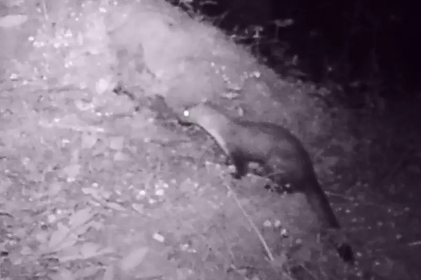 La faina, predatore voracissimo