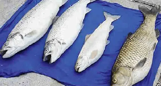 Pescatore finisce nei guai Il \"trofeo\" era protetto