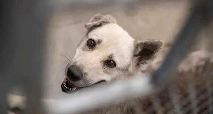 Bene confiscato alle mafie ospiterà i senzatetto che hanno un cane