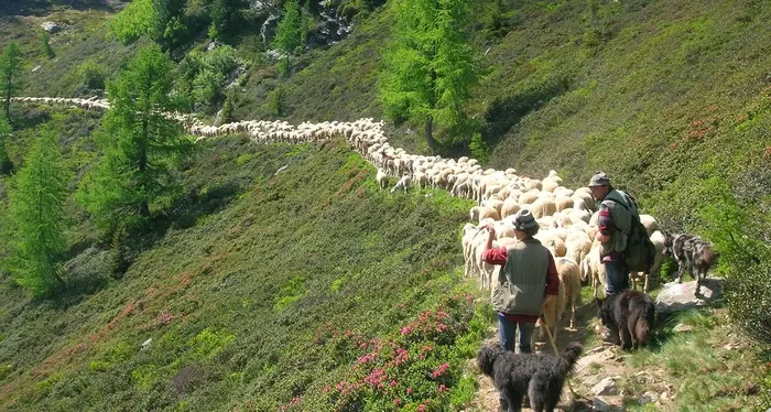 Borzago: morte 180 pecore indagine e autopsia, il sospetto: morte di incuria e abbandono