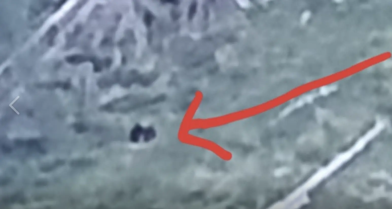I forestali sparano proiettili di gomma all'orso M49 che attacca una roulotte a passo Oclini