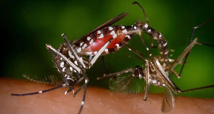 Zanzara tigre in Italia: una ricerca sul DNA svela la sua propagazione