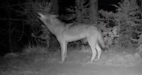 Guarda il lupo che ulula e il branco risponde - VIDEO