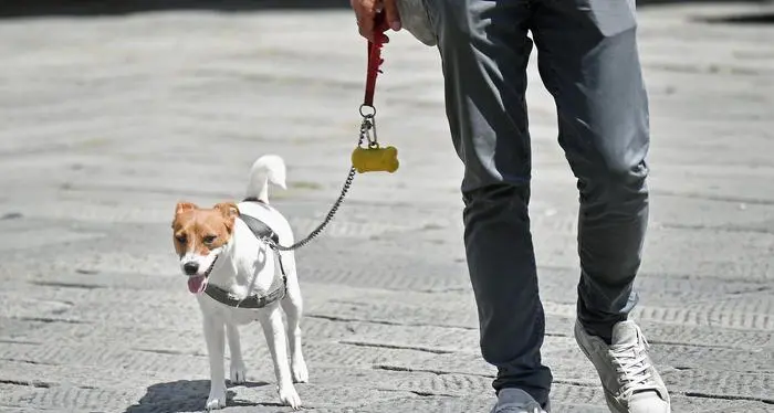 Coronavirus: jogging vietato Passeggiate con il cane solo brevi e vicino a casa
