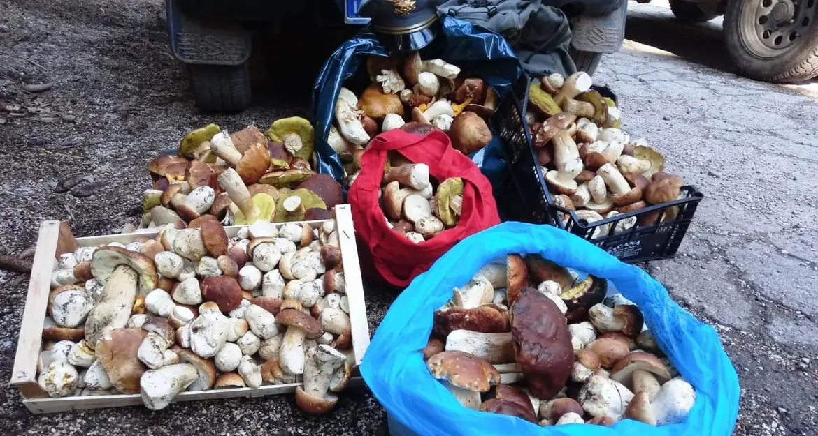 In un giorno confiscati 133 kg di porcini Un fungaiolo ne aveva 29 chili e mezzo nascosti nel vano della ruota di scorta