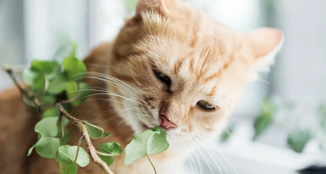 Piante a prova di gatto ecco quali evitare